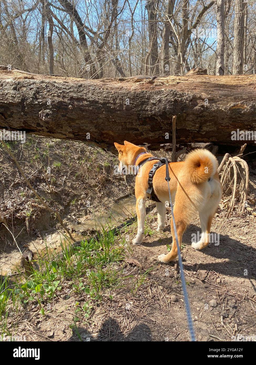 Shiba Inu Dog Dakota - Smartphone-aufgenommenes Stockfoto