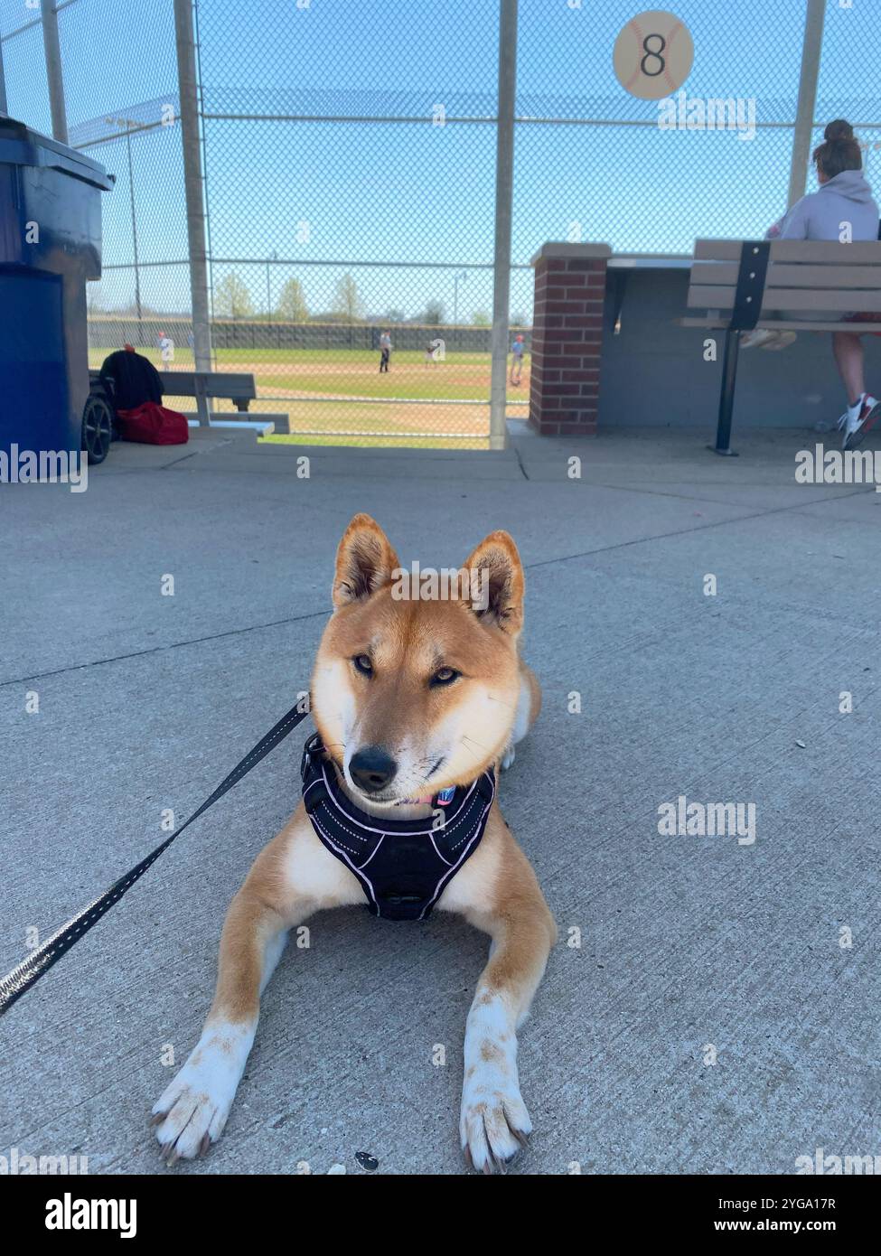Shiba Inu Dog Dakota - Smartphone-aufgenommenes Stockfoto