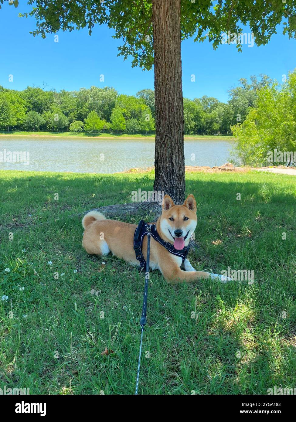Shiba Inu Dog Dakota - Smartphone-aufgenommenes Stockfoto