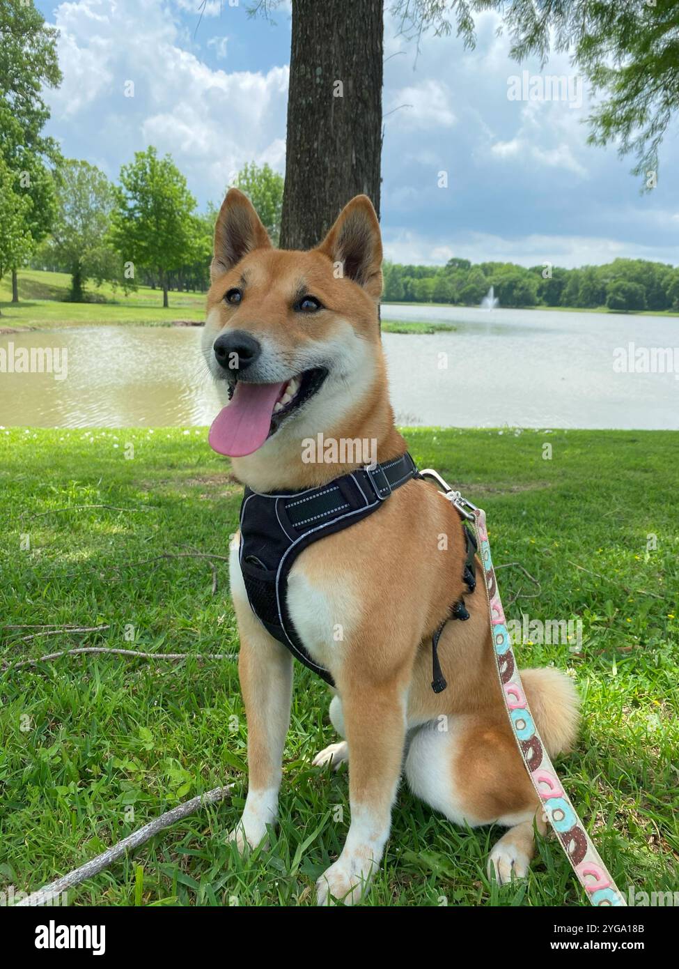 Shiba Inu Dog Dakota Stockfoto