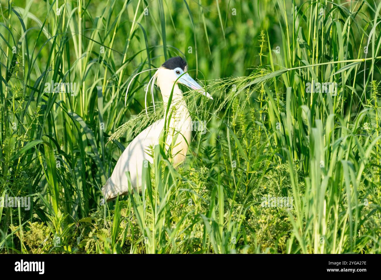 Kappreiher im langen Gras am Fluss im Pantanal Brasilien. Stockfoto