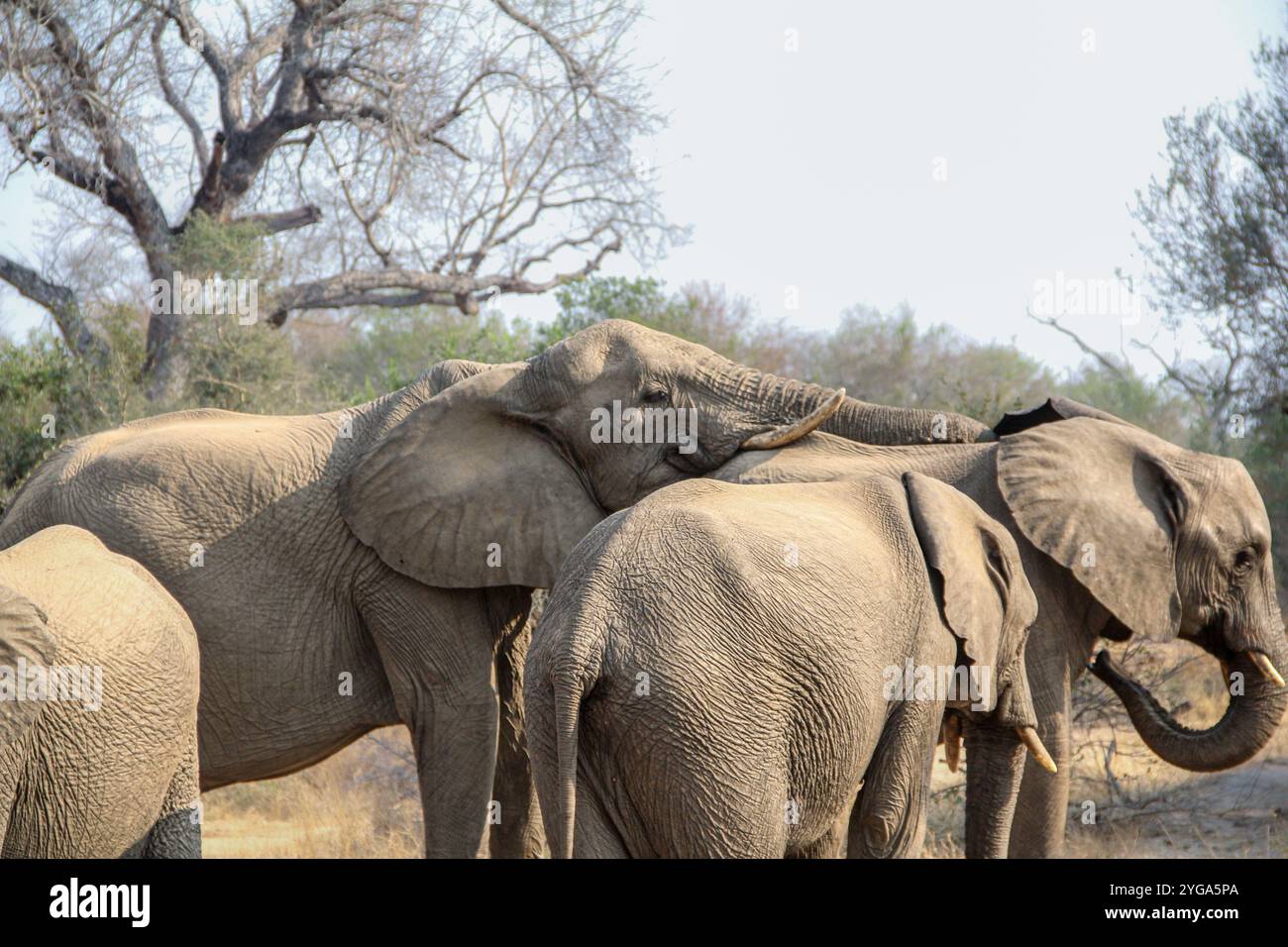 Verspielte Elefanten in Südafrika Stockfoto