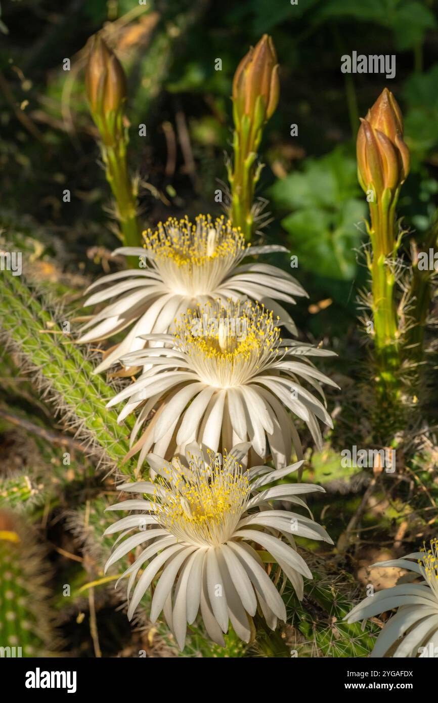 USA, Arizona, Tohono Chul. Nahaufnahme der Cereus-Kaktusblüten. ©Cathy & Gordon Illg / Jaynes Gallery / DanitaDelimont.com Stockfoto