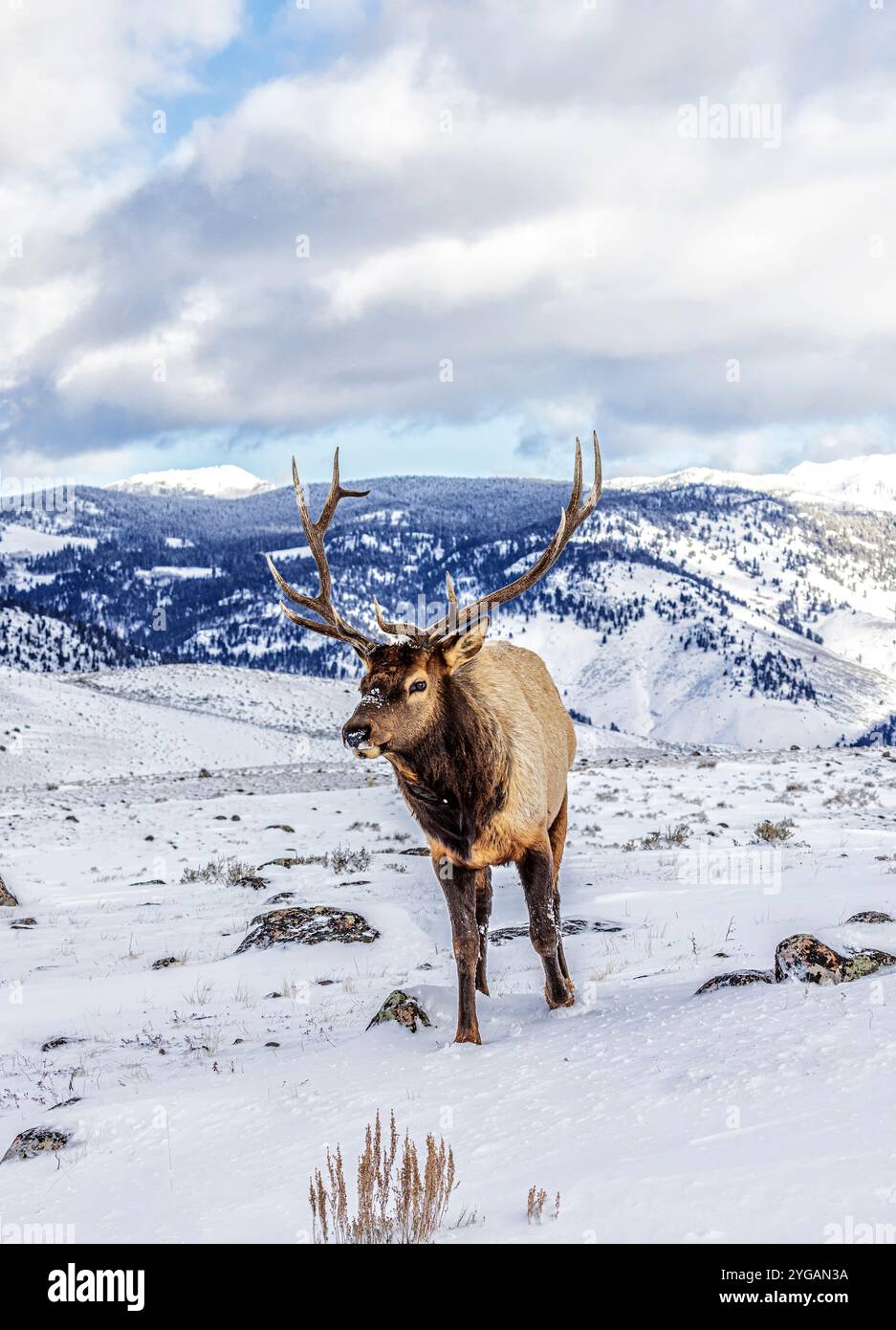 USA, Montana. Yellowstone-Nationalpark, Elch Stockfoto