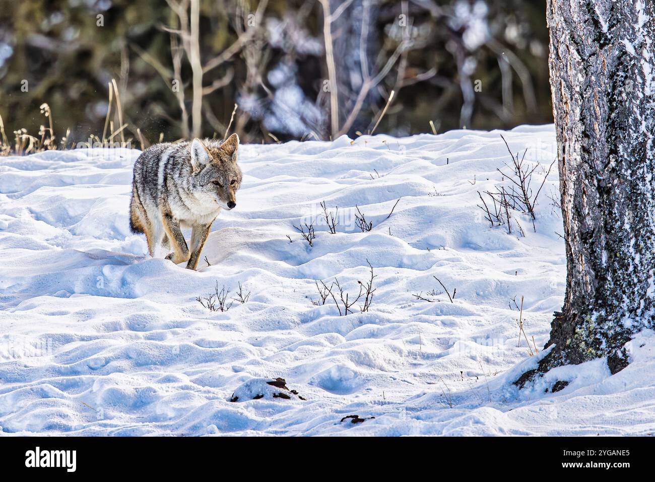 Kojote während eines Schneesturms im Yellowstone-Nationalpark Stockfoto