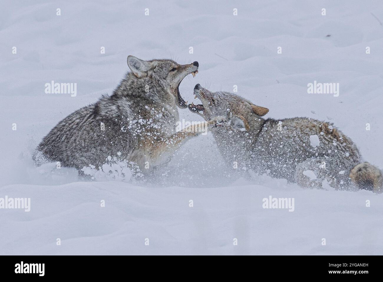 Kojote während eines Schneesturms im Yellowstone-Nationalpark Stockfoto