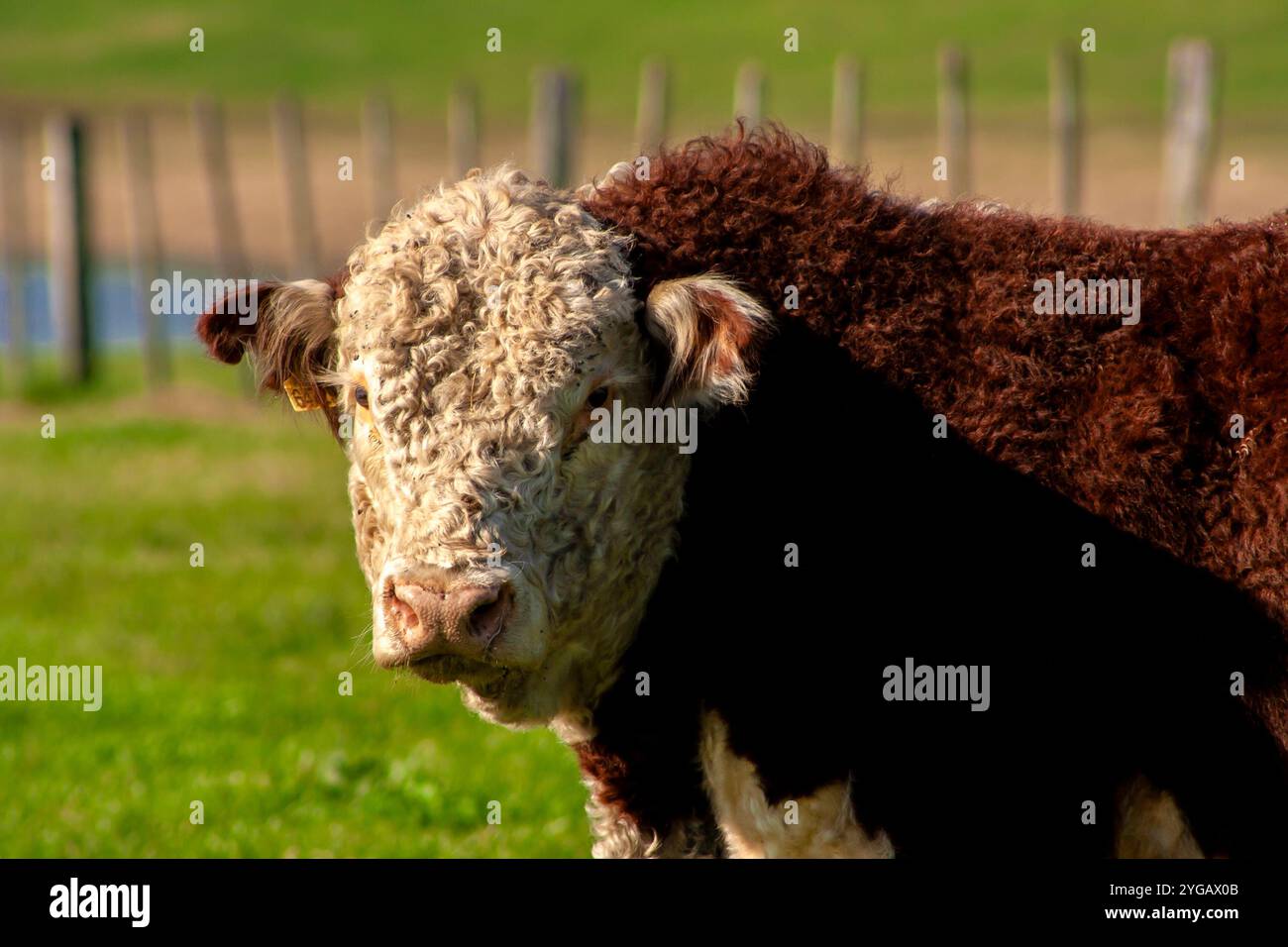 Hereford-Rinderherde auf der Weide der brasilianischen Ranch. Stockfoto