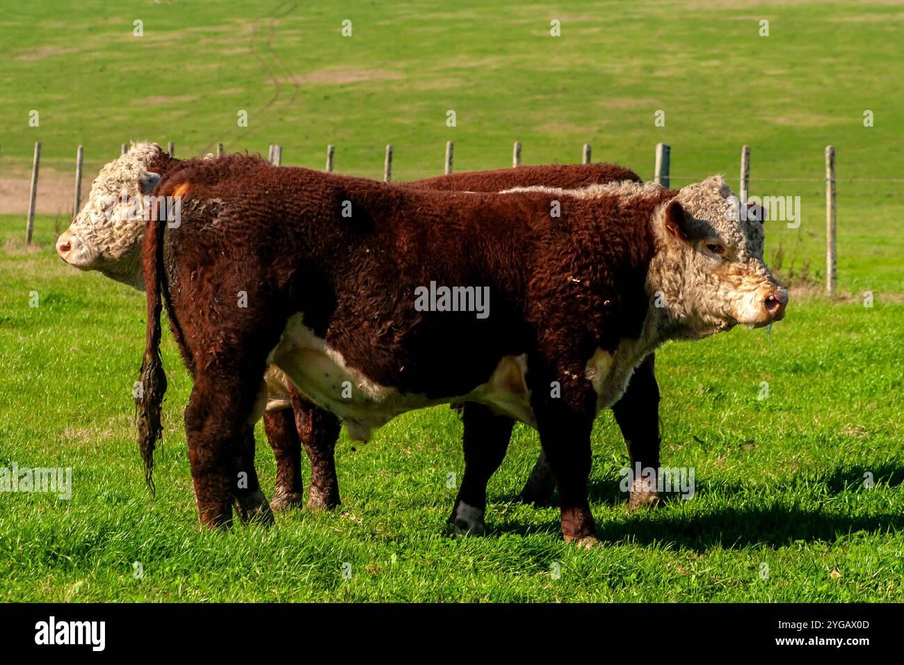 Hereford-Rinderherde auf der Weide der brasilianischen Ranch. Stockfoto