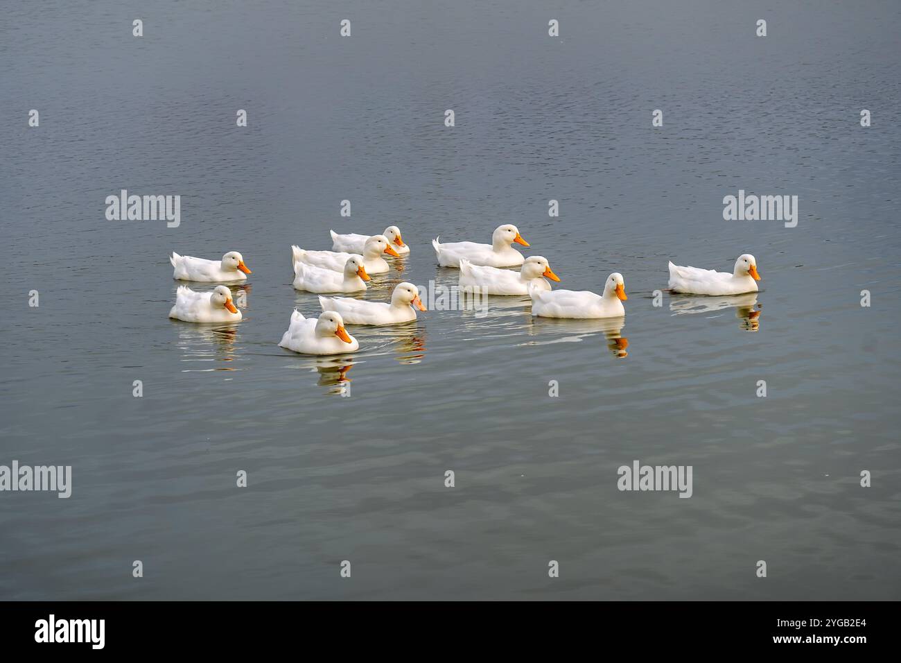Eine Herde von Hausvögeln schwimmen auf dem Wasser. Bauernvogelgans. Geflügelhaltung in landwirtschaftlichen Betrieben. Enten auf Wasser. Eine Vogelherde. Industrielle Tierhaltung. Stockfoto