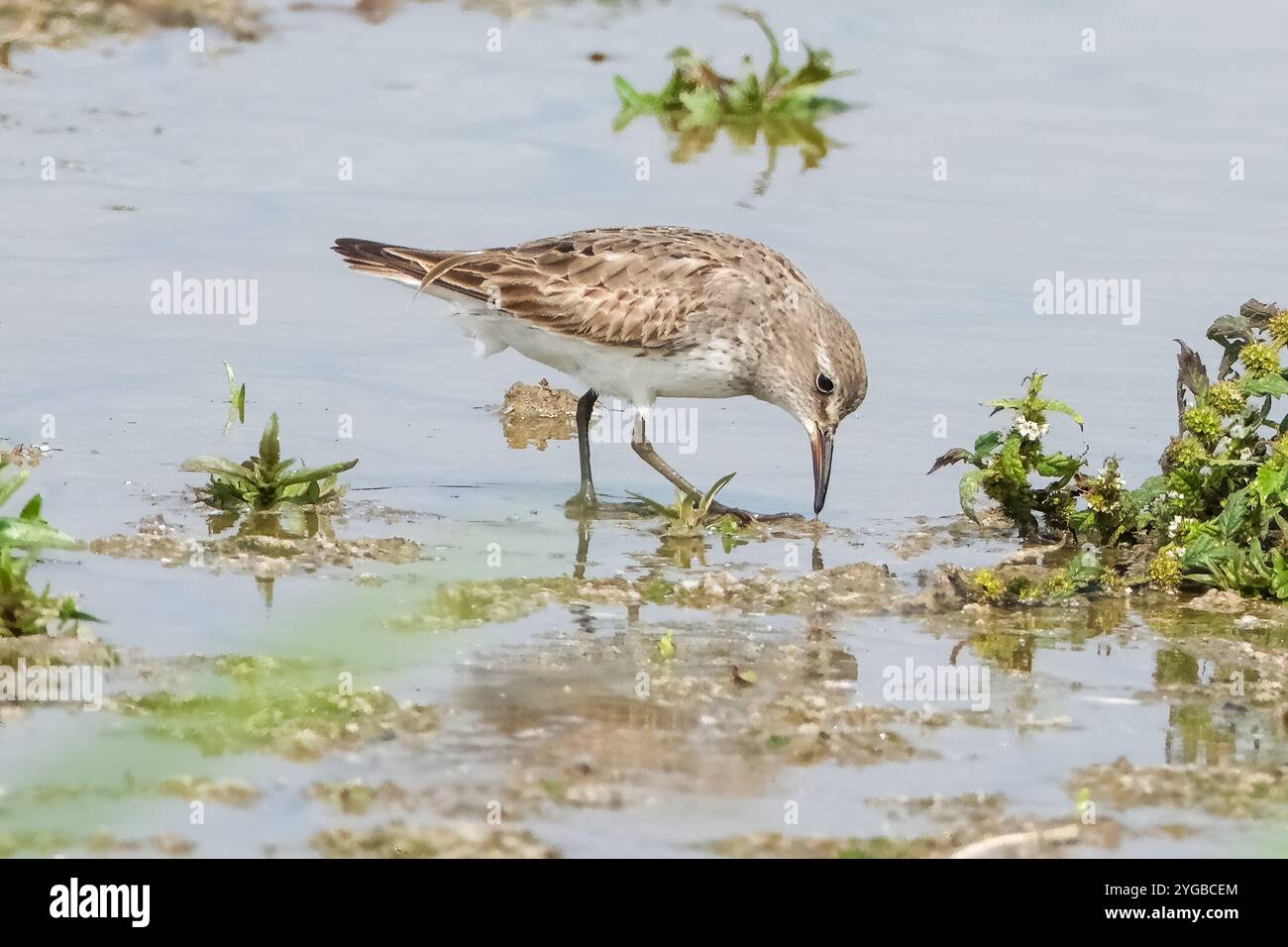 Weißer Sandpiper Vogel schöne Farbdetails in natürlicher Umgebung Stockfoto