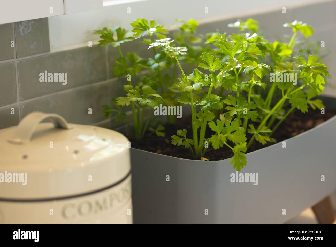 Anbau von frischer Petersilie in Küchenküche neben dem Kompostbehälter zum Kochen von Kräutern zu Hause Stockfoto