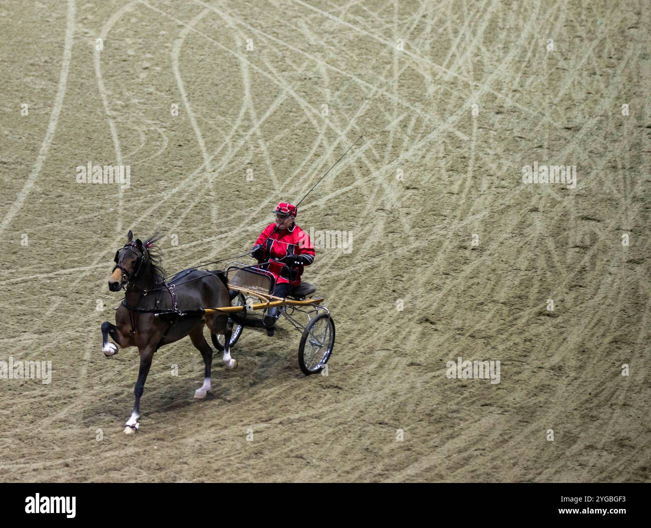 Peking, Kanada. November 2024. Ein Roadster-Pony-Team ist 2024 bei der Royal Horse Show in Toronto, Kanada, am 5. November 2024 zu sehen. Die Pferdeschau findet hier vom 1. Bis 10. November statt, bei der verschiedene Reitwettbewerbe und -Veranstaltungen stattfinden. Quelle: Zou Zheng/Xinhua/Alamy Live News Stockfoto