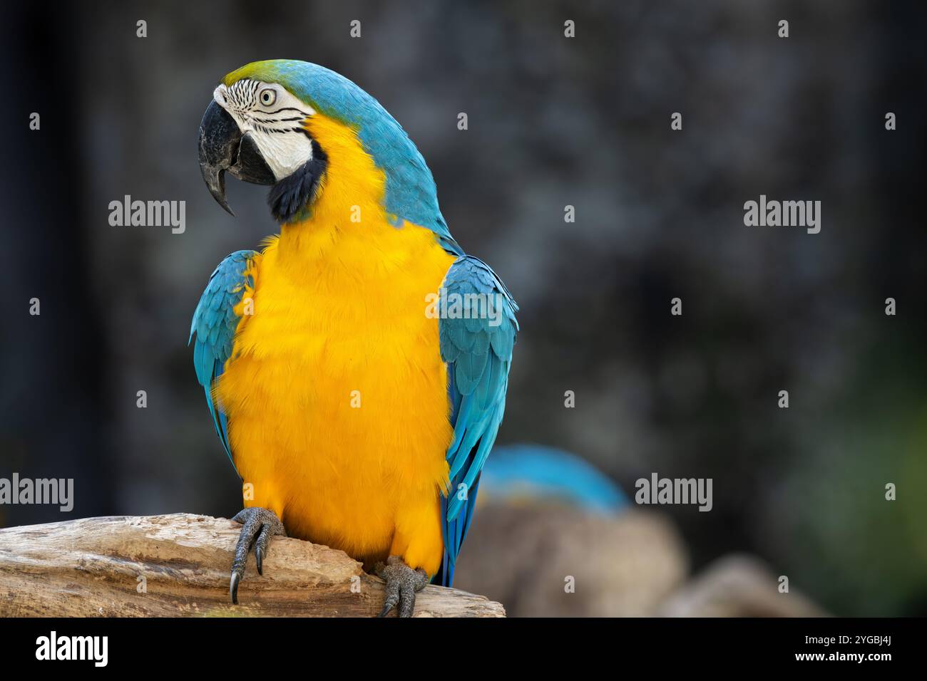 Glücklicher Vogel, Ara Papageienvogel Lächeln Fang auf Holzbaumzweig buntes tropisches Tier im Zoo. Stockfoto