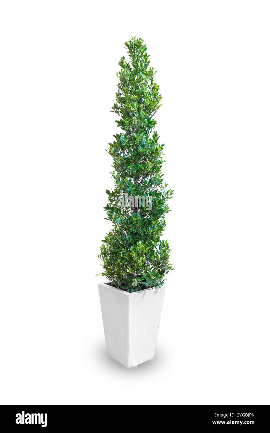 Hoher grüner Pflanzenbaumstrauch vergossen für Innendekoration des Bürogebäudes isoliert auf weißem Hintergrund mit Schneidepfad Stockfoto