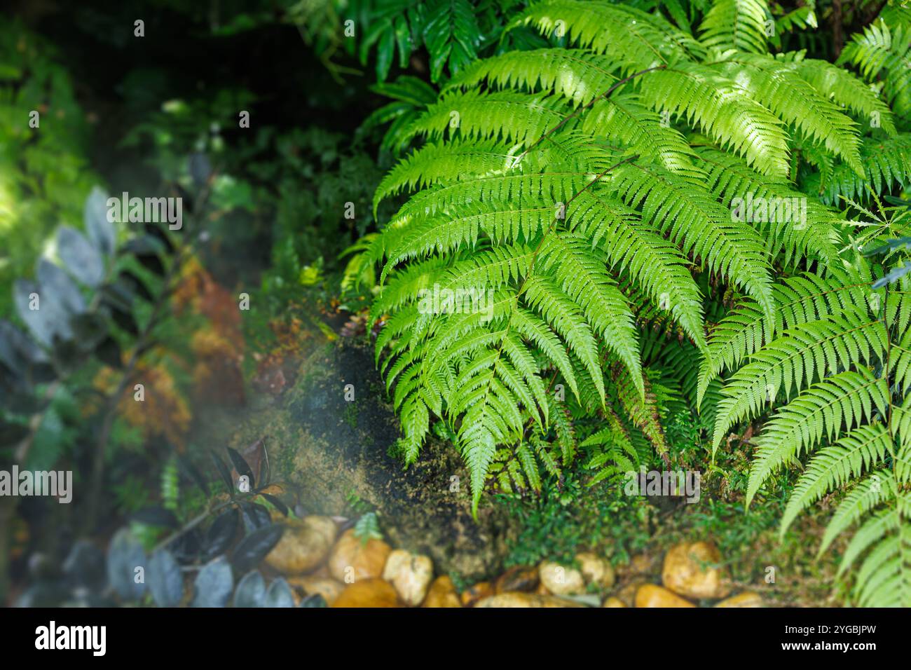 Farnpflanze grünes Blatt frisch kühl im Garten mit Kopierraum für Text, natürliches Ökosystem guter ökologischer Hintergrund. Stockfoto