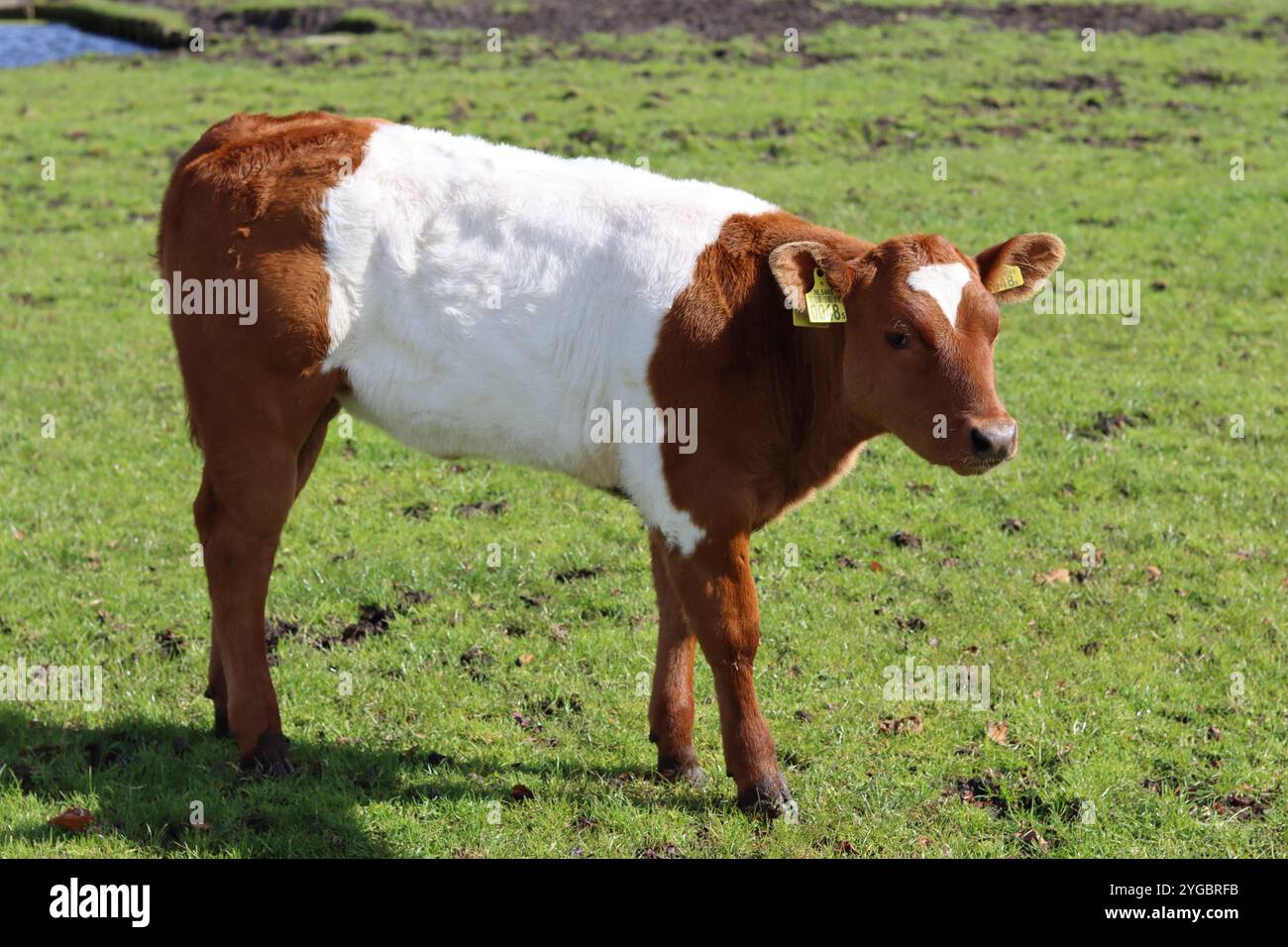 Braunes Kalb mit Gürtel auf einer Wiese Stockfoto