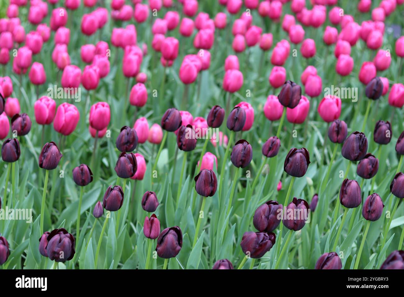 Pinkfarbene und violette Tulpen in einem Frühlingsgarten Stockfoto