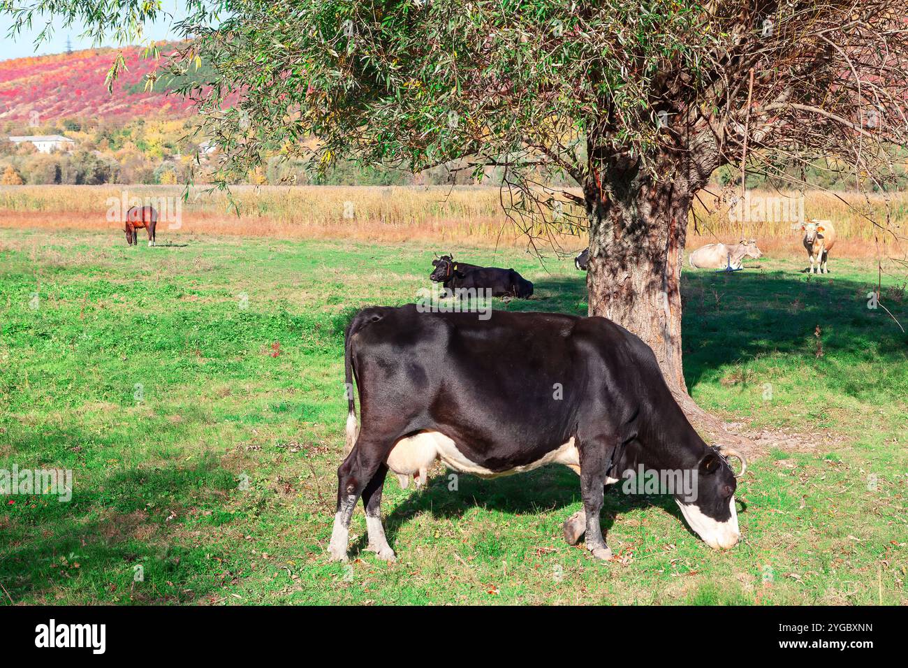 Kuh weidet friedlich auf üppig grünem Gras auf einer ruhigen Weide. Schwarze Kuh auf dem grünen Grasland Stockfoto