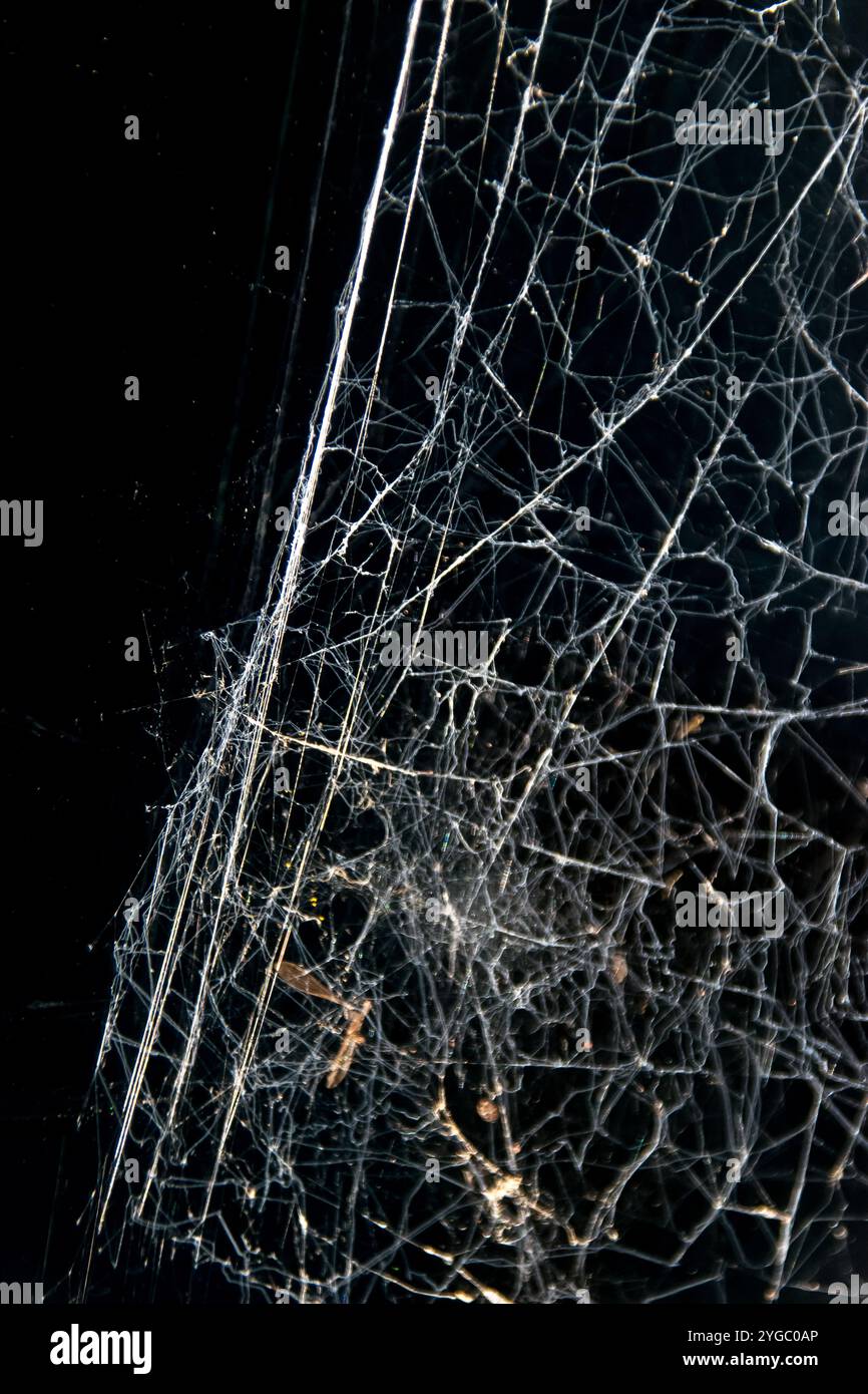 Unordentliche, komplizierte weiße Filamennten von Spinnennetz vor schwarzem Hintergrund. Gerade, diagonale Kante zum Steg. Hintergrund, abstrakt, Kopierraum. Stockfoto