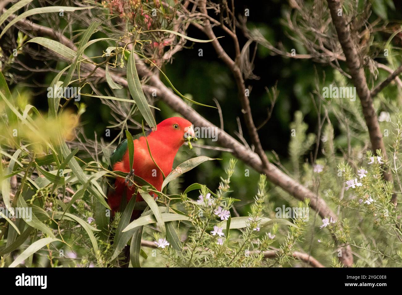 Ausgewachsener australischer King Parrot, Alisterus scapularis, auf einem Zweig, der kleine Fliederblüten von Westringia fruticosa im Queensland-Garten isst. Stockfoto