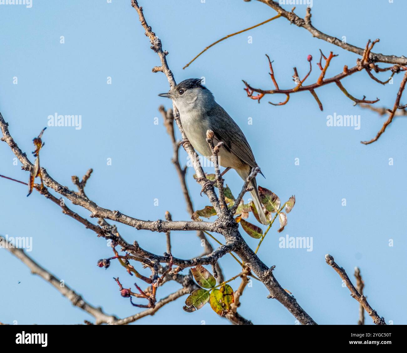 Männliche Schwarzmütze (Sylvia atricapilla) auf einem Ast, Paphos, Zypern. Stockfoto