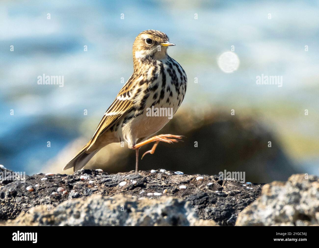 Wiese Pipit (Anthus pratensis) Paphos, Zypern. Stockfoto