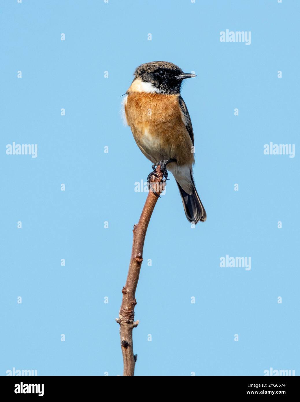 Männlicher Europäischer Stonechat (Saxicola rubicola) Paphos, Zypern Stockfoto