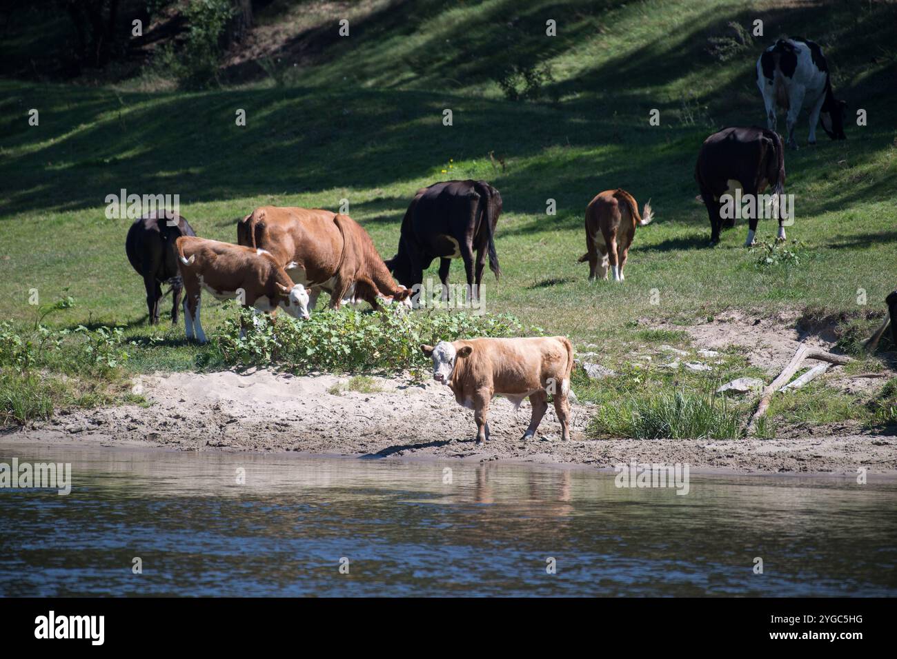 Kühe am Fluss in Polen © Wojciech Strozyk / Alamy Stock Photo Stockfoto