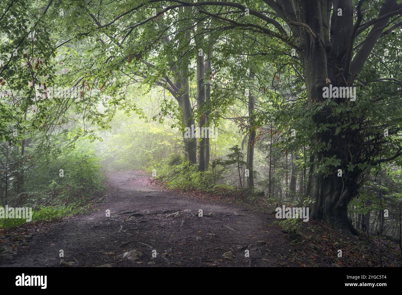Ein ruhiger Pfad schlängelt sich durch einen nebeligen Karpaten-Wald in Polen, mit üppig grünem Laub, der eine friedliche und bezaubernde Atmosphäre schafft. Stockfoto