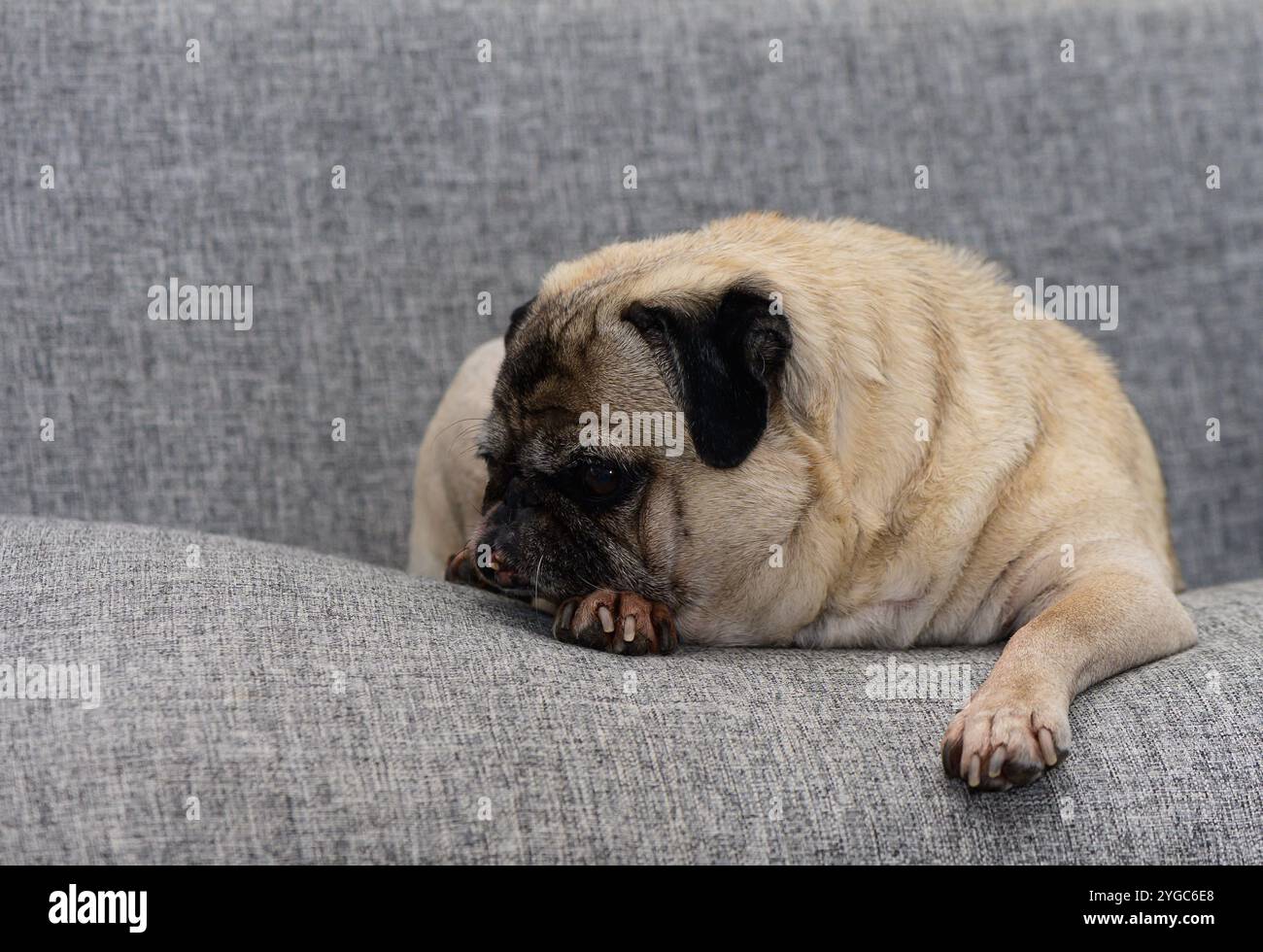 Ein süßer Mops mit besinnlichem Ausdruck entspannt sich auf einer weichen grauen Couch und genießt einen ruhigen Moment. Stockfoto