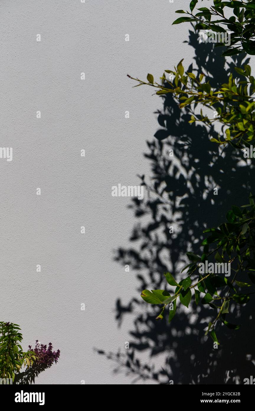 Grüne Äste werfen komplizierte Schatten auf eine glatte weiße Wand im warmen Nachmittagslicht und schaffen visuelle Poesie. Stockfoto