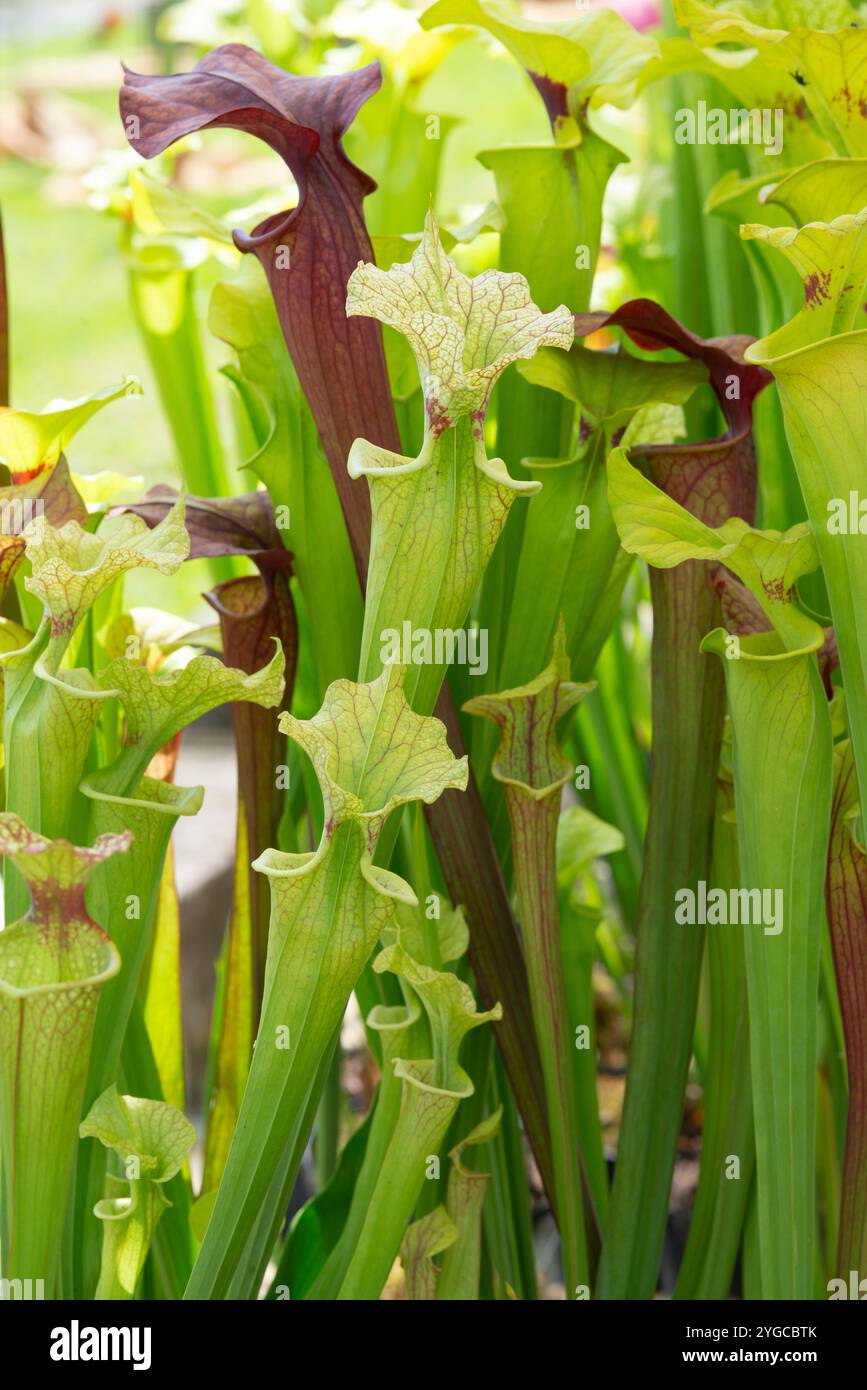 Yellow Pitcher Plant, Sarracenia Flava Stockfoto