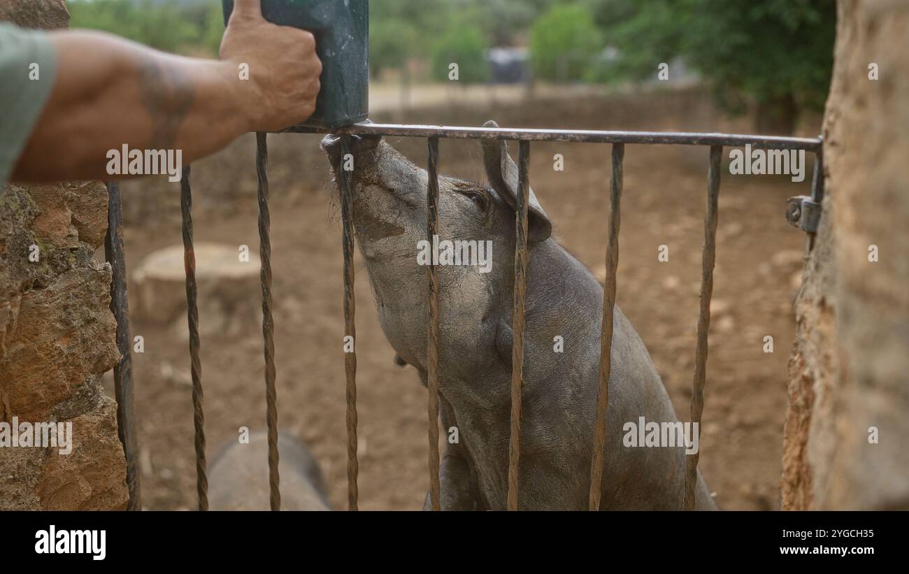 Landwirt, der Schweine durch Metallstangen in einer ländlichen Schweinefarm mit unbefestigtem Boden und grünen Bäumen füttert Stockfoto