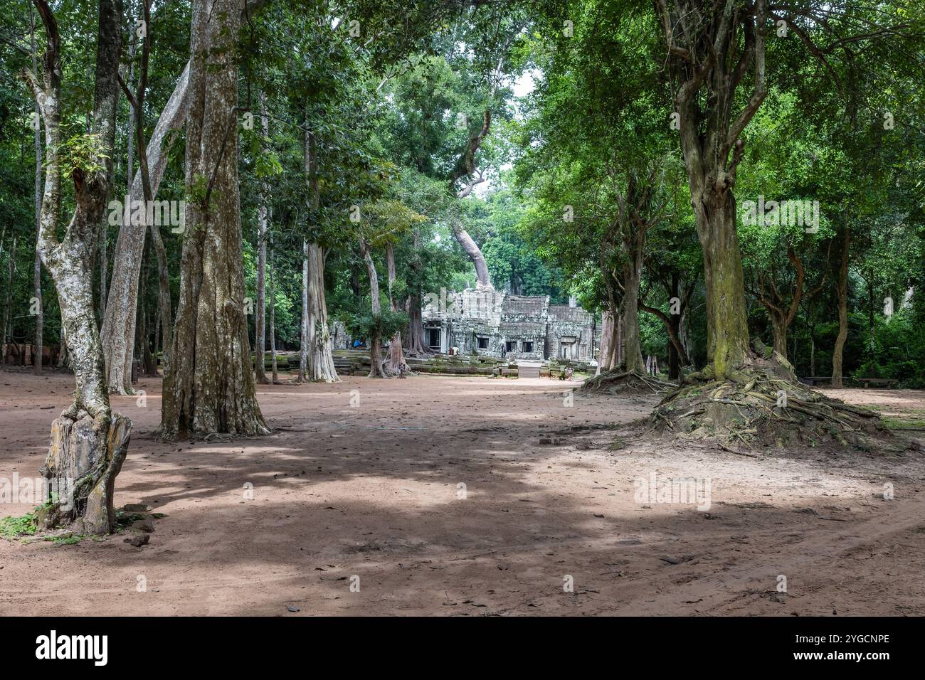 Tippen Sie auf die Ruinen des Prohm Tempels in Siem Reap, berühmt für den Lara Croft Baum, der im Tomb Raider Film erscheint. Stockfoto