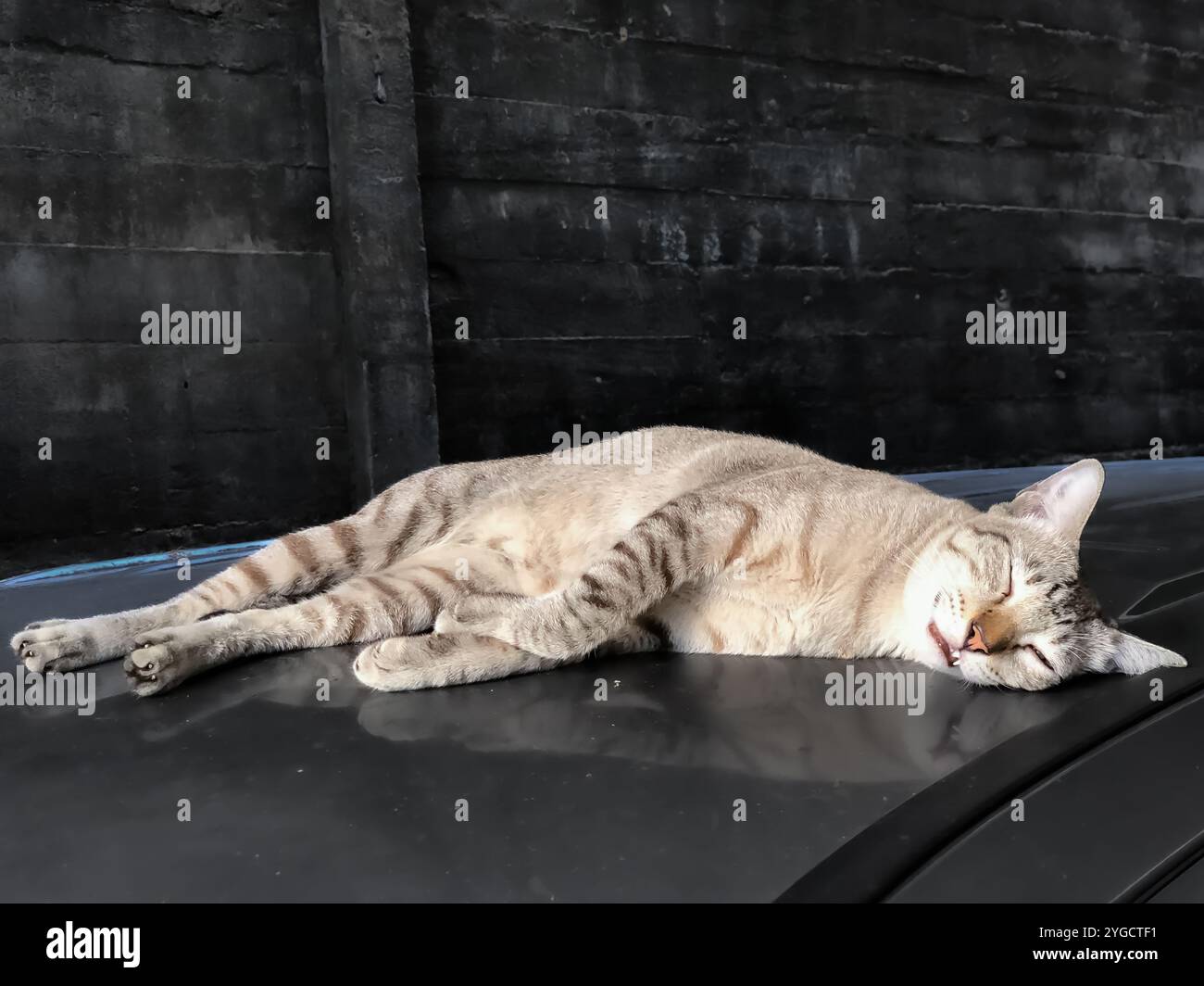 Die Katze machte ein lustiges und hässliches Gesicht, als sie auf dem Autodach gut schlief. Stockfoto