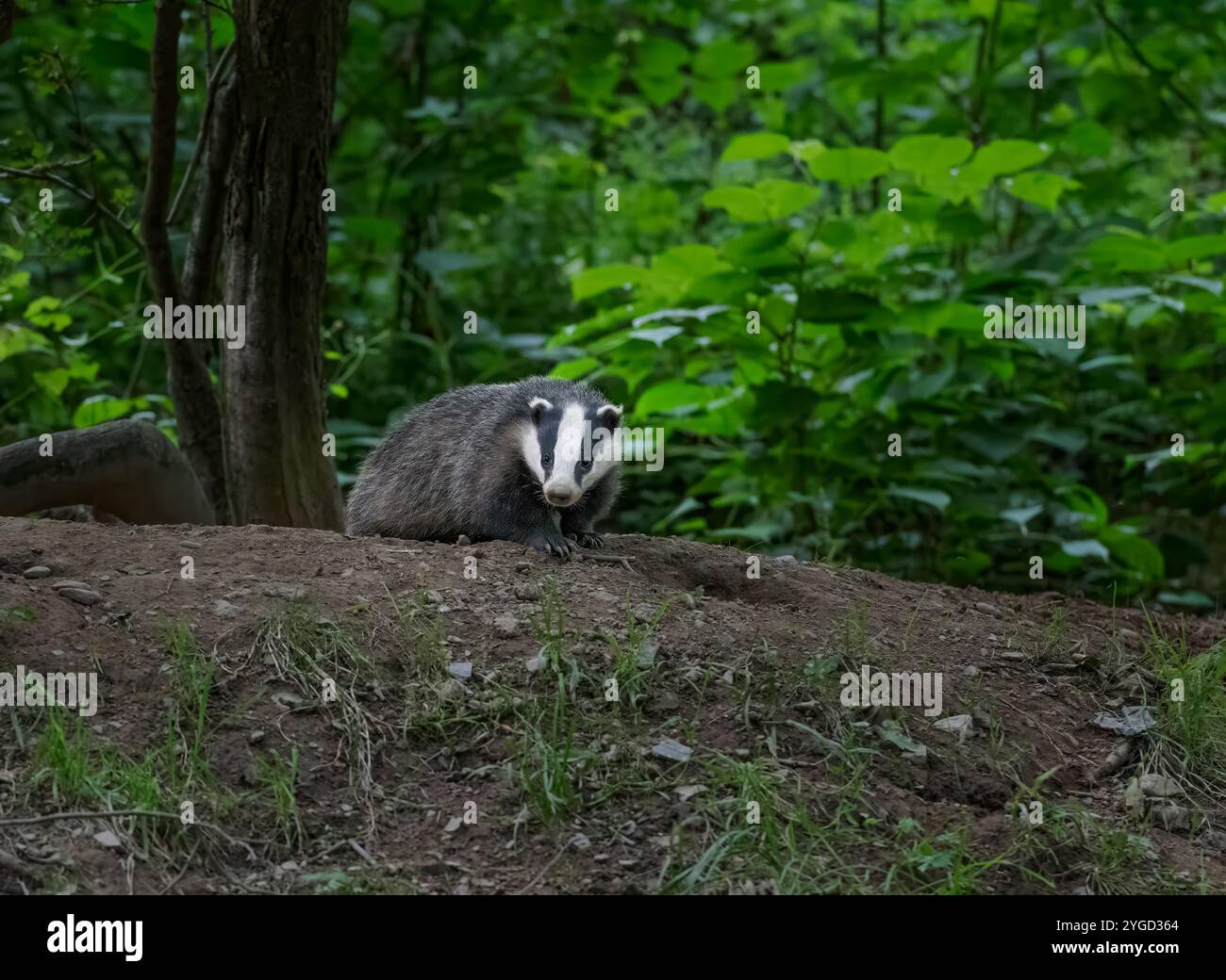 Eurasischer Badger, Meles meles, erwachsen, aus dem Eingang in der Abenddämmerung, Schottland Stockfoto