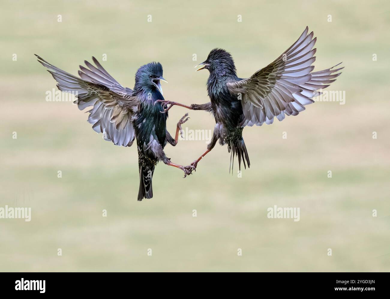 Zwei Erwachsene Starlinge, Sturnus vulgaris, im Luftkampf, Großbritannien Stockfoto