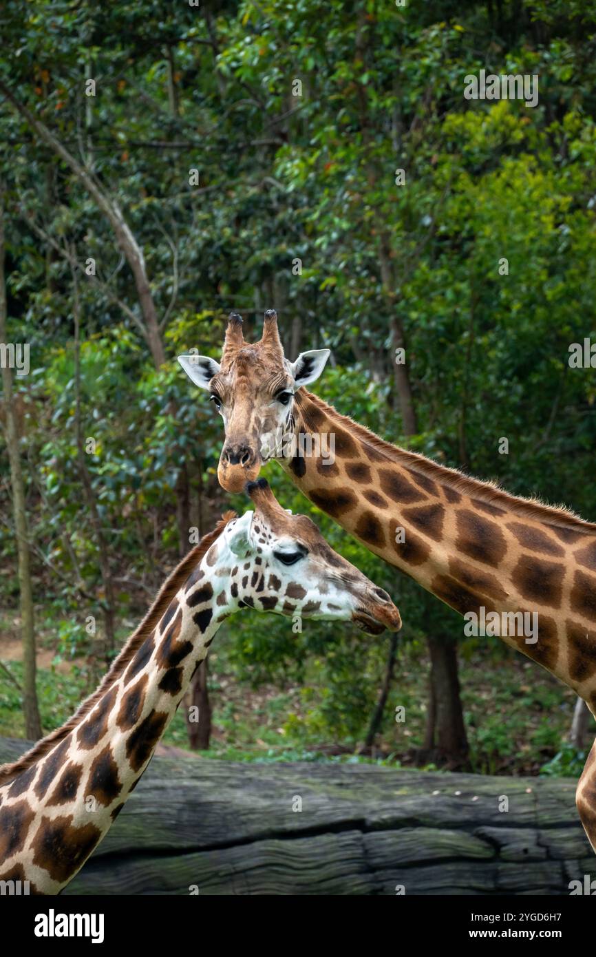 Zwei Giraffen Stockfoto