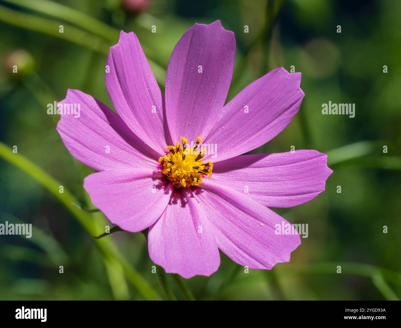 Nahaufnahme des bunten Rosa mit goldenem gelbem Herzen Kosmos bipinnatus Blume alias Gartenkosmos oder mexikanischem Aster auf grünem natürlichem Hintergrund Stockfoto