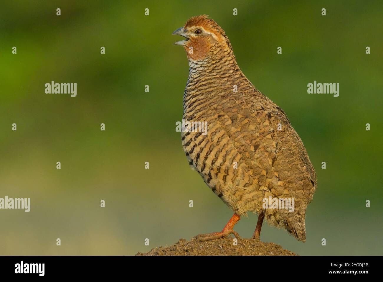 Rock Bush-Quail (Perdicula argoondah) männlich in Gujarat, Indien Stockfoto