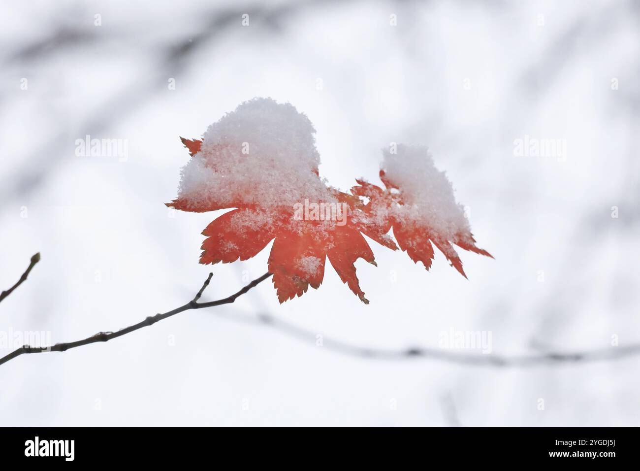 Ahornblätter mit Schnee, Winter, Deutschland, Europa Stockfoto