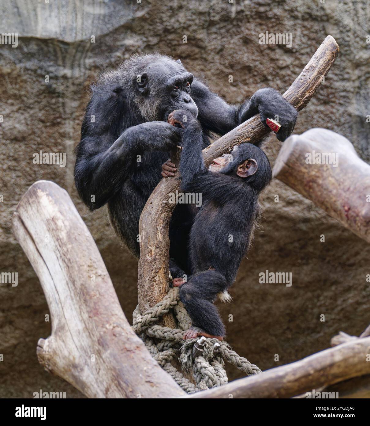 Tierporträt, westlicher Schimpanse (Pan troglodytes verus) spielt mit jungen, gefangenen, Verteilung in Zentral- und Westafrika Stockfoto