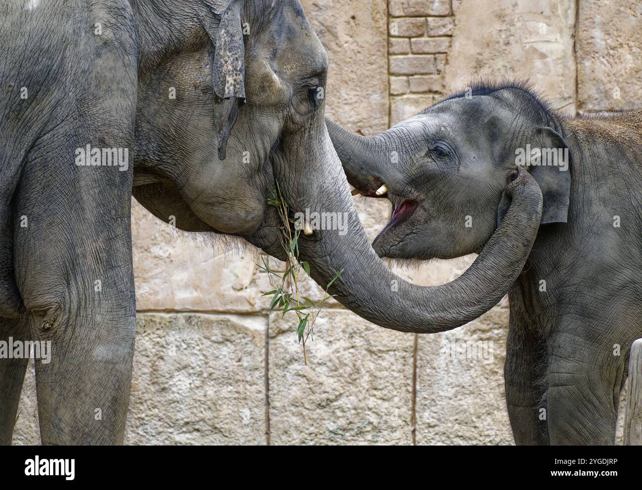Asiatischer Elefant (Elephas maximus), männlich, Stier Elefant, in einem spielerischen Kampf, gefangen, Verteilung Süd- und Südostasien Stockfoto