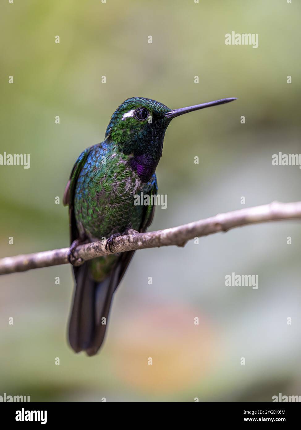 Lila-bibbed Weißspitze (Urosticte benjamini), Mindo Forest Reserve, Mindo, Ecuador, Südamerika Stockfoto