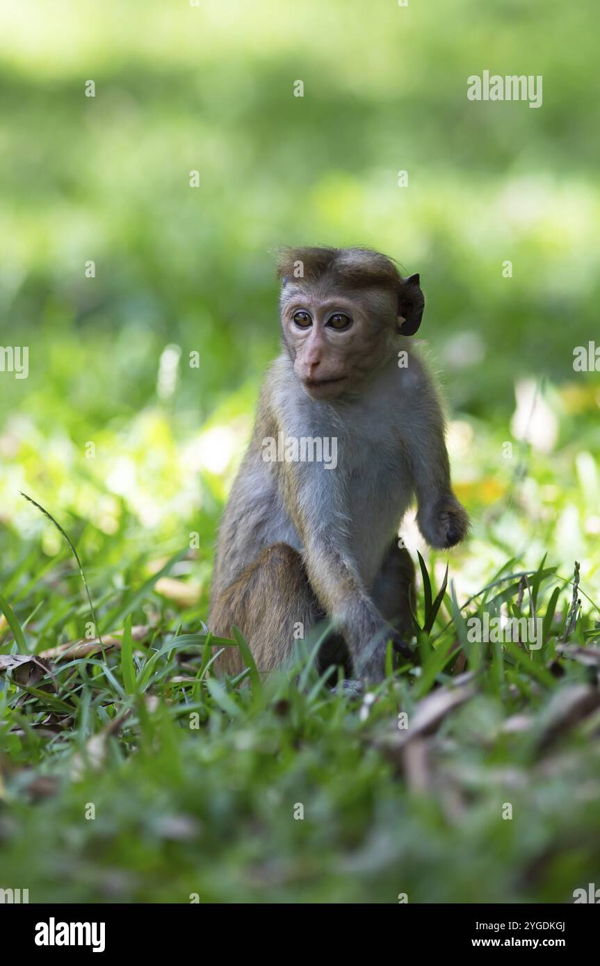 Ceylon-Hutaffen (Macaca sinica), Jugendlicher, in der heiligen Stadt Anuradhapura in der nördlichen Zentralprovinz, Sri Lanka, Asien Stockfoto