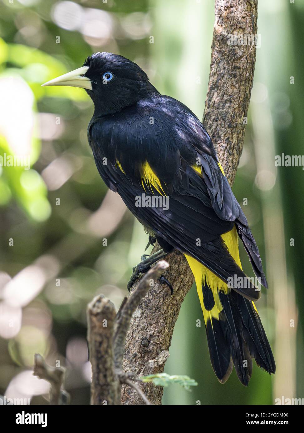 Gelbrumpelcacique (Cacicus cela), Aviario Nacional de Colombia, Via Baru, Provinz Cartagena, Bolivar, Kolumbien, Südamerika Stockfoto