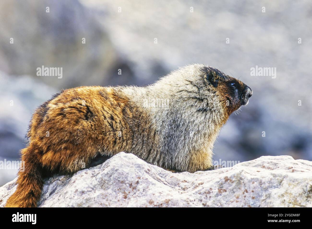 Murmeltier (Marmota caligata) auf einem Felsen in den kanadischen rockies, Banff National Park, Alberta, Kanada, Nordamerika Stockfoto