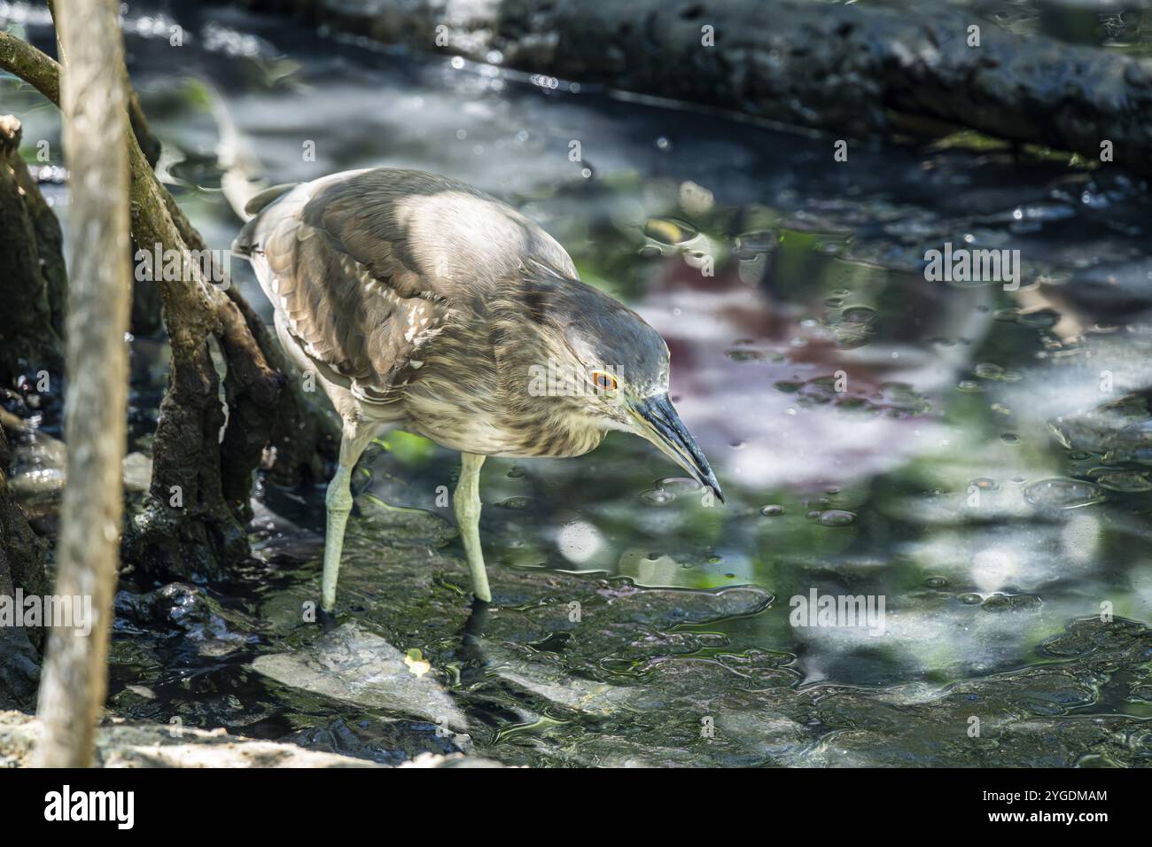 Schwarzgekrönter Nachtreiher (Nycticorax nycticorax), Aviario Nacional de Colombia, Via Baru, Provinz Cartagena, Bolivar, Kolumbien, Südamerika Stockfoto