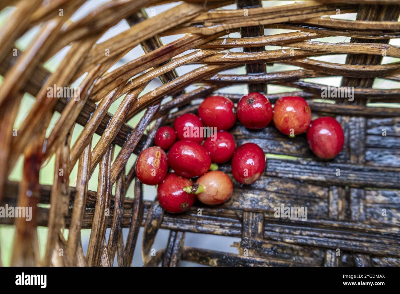 Coffea arabica Fruit, Cocora Valley, Salento, Quindio, Kolumbien, Südamerika Stockfoto