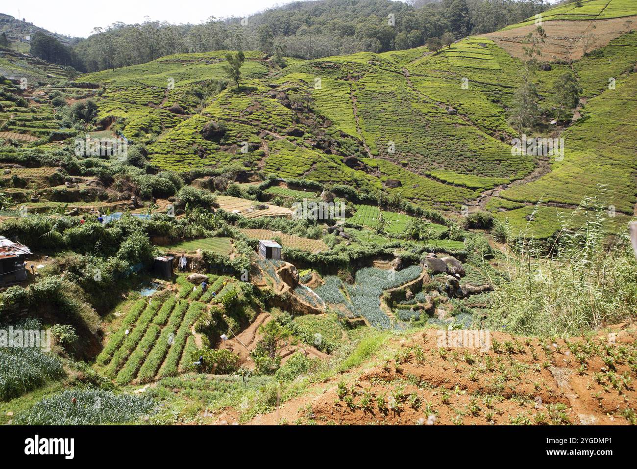 Teeplantagen in Nuwara Eliya, Zentralprovinz, Sri Lanka, Asien Stockfoto